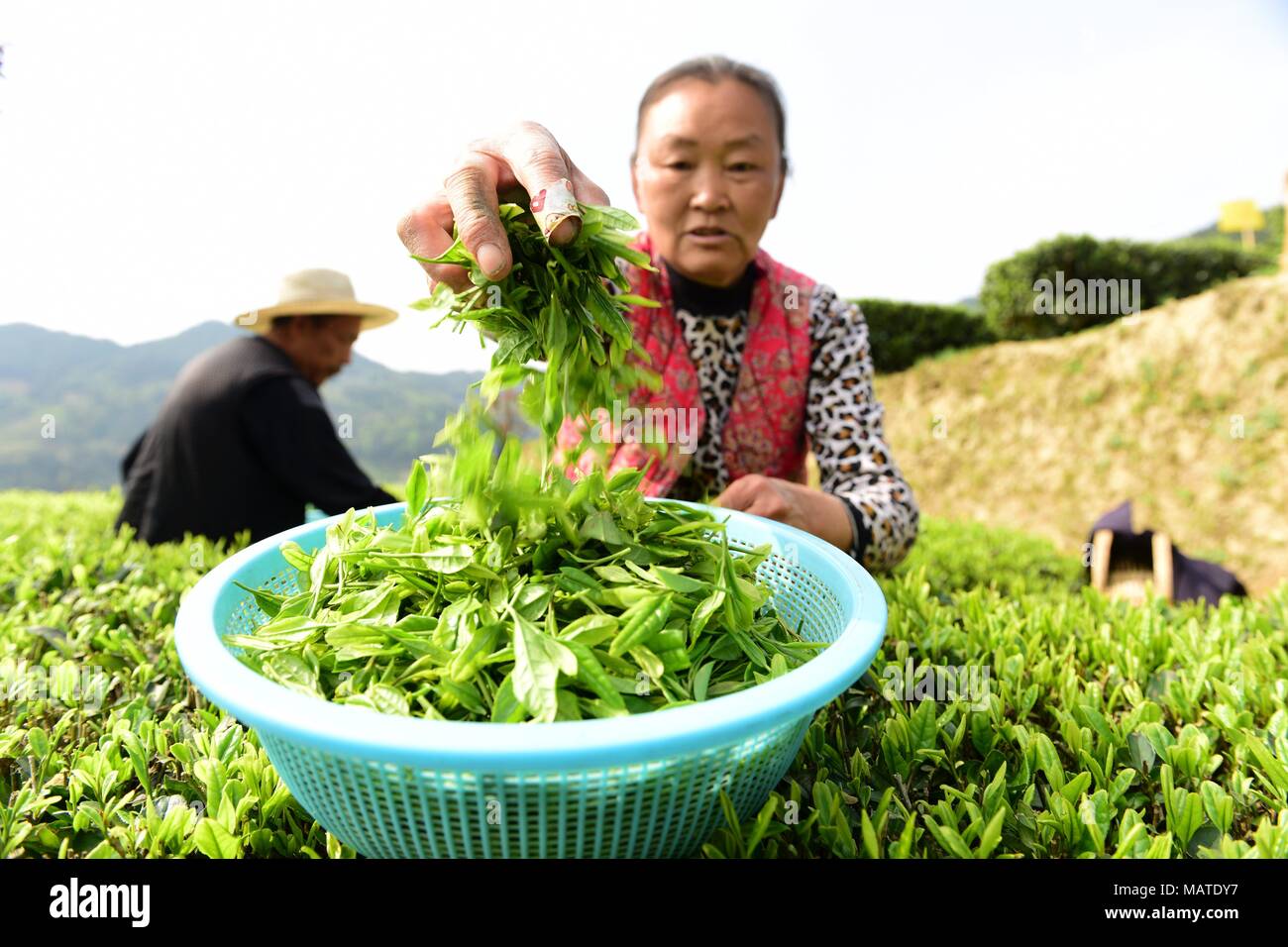 Enshi, China. 4th Apr, 2018. Peasants are busy with tea harvest in Enshi, central China's Hubei Province. Credit: SIPA Asia/ZUMA Wire/Alamy Live News Stock Photo