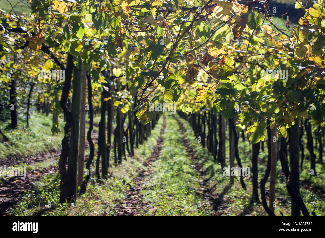Agriculture and vineyards of Txakoli, Autumn, Askizu Auzoa, Getaria. Gipuzkoa. Basque Country. Spain Stock Photo