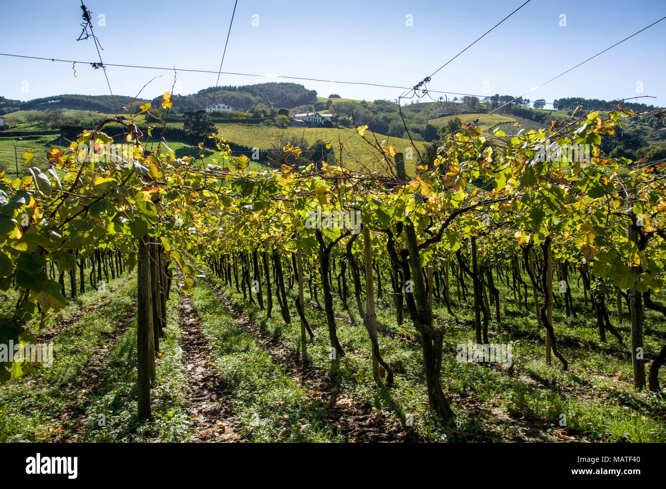 Agriculture and vineyards of Txakoli, Autumn, Askizu Auzoa, Getaria. Gipuzkoa. Basque Country. Spain Stock Photo