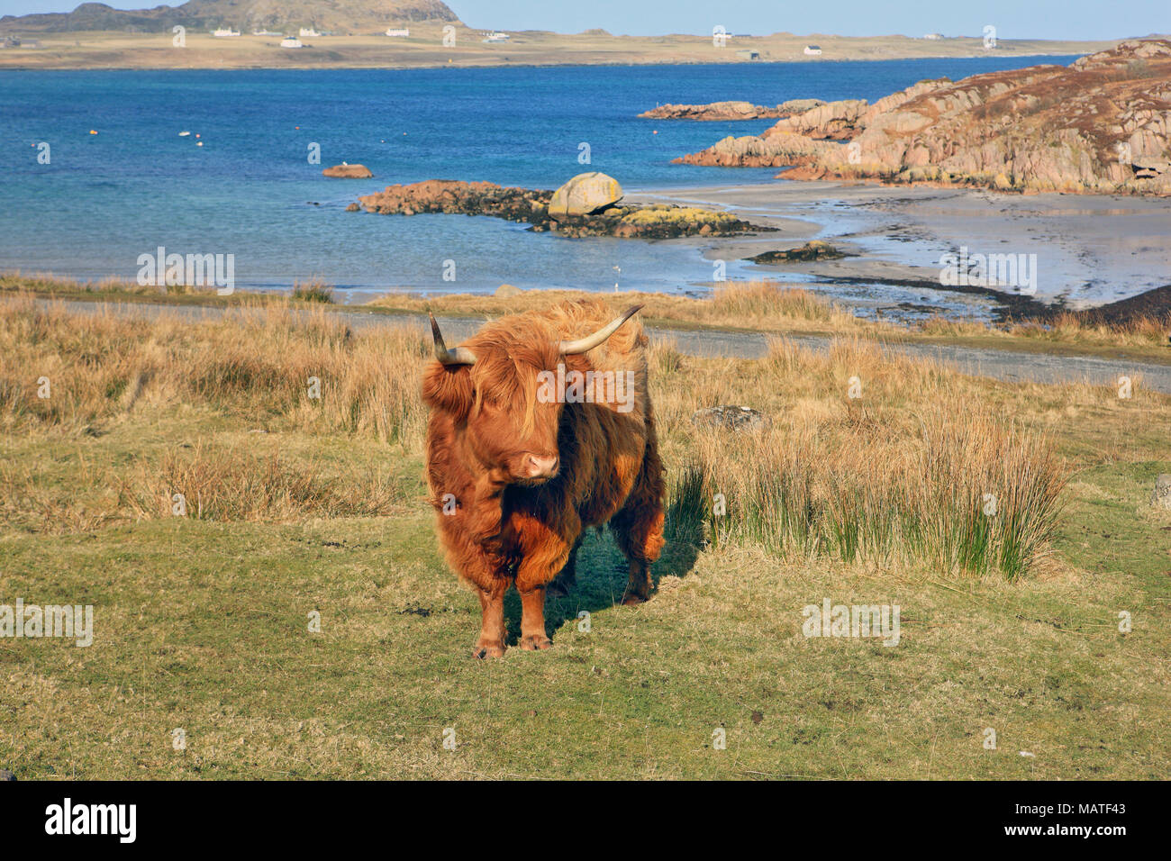 Highland cow isle mull scotland hi-res stock photography and images - Alamy