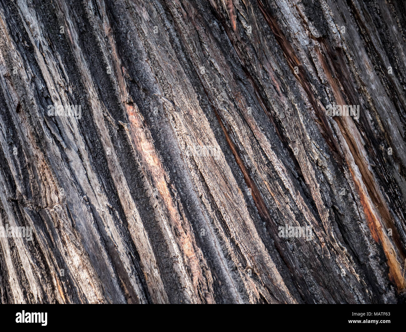 close up of dark brown tree bark for texture backgrounds Stock Photo ...