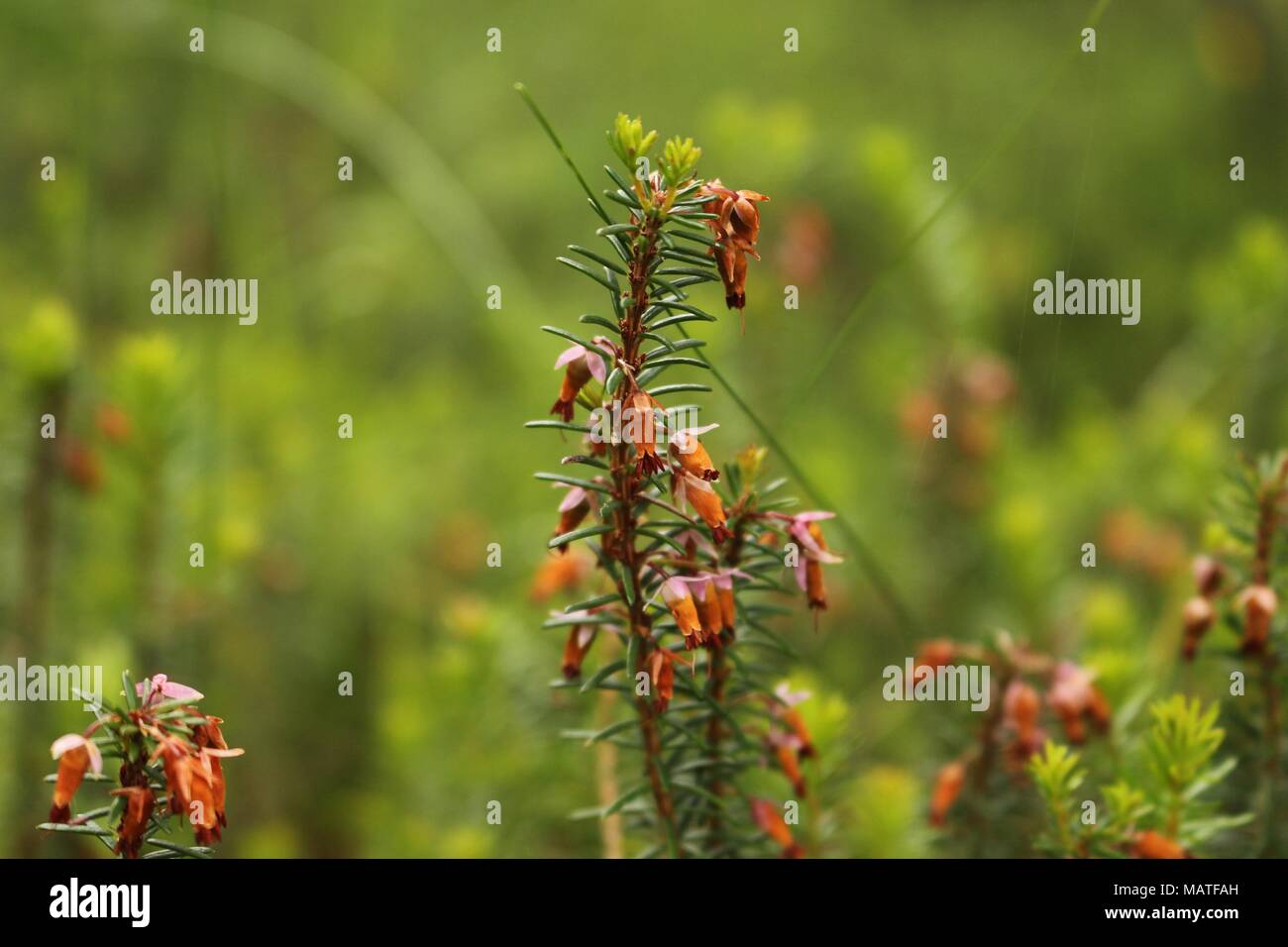 Erica carnea with old flowers Stock Photo