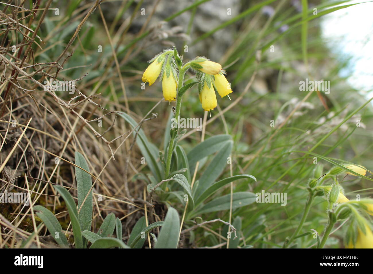 Wild species Onosma stellulata on the mount Tara in Serbia Stock Photo