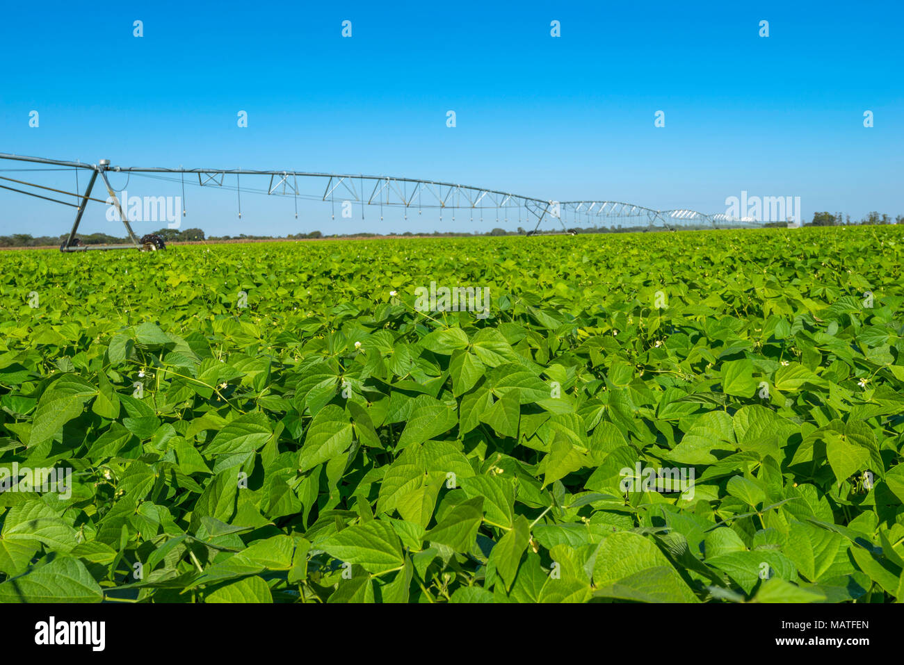 A soya bean crop seen in Zimbabwe Stock Photo Alamy