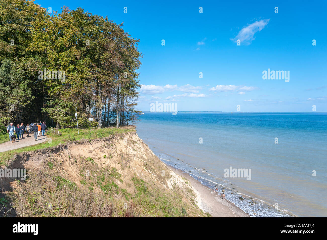 Landscape at the Brodtener steep coast, Travemunde, Baltic Sea, Schleswig-Holstein, Germany, Europe Stock Photo