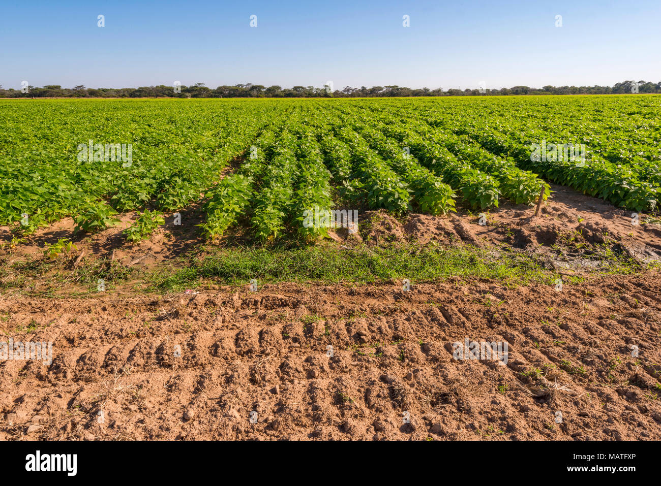 A soya bean crop seen in Zimbabwe Stock Photo Alamy
