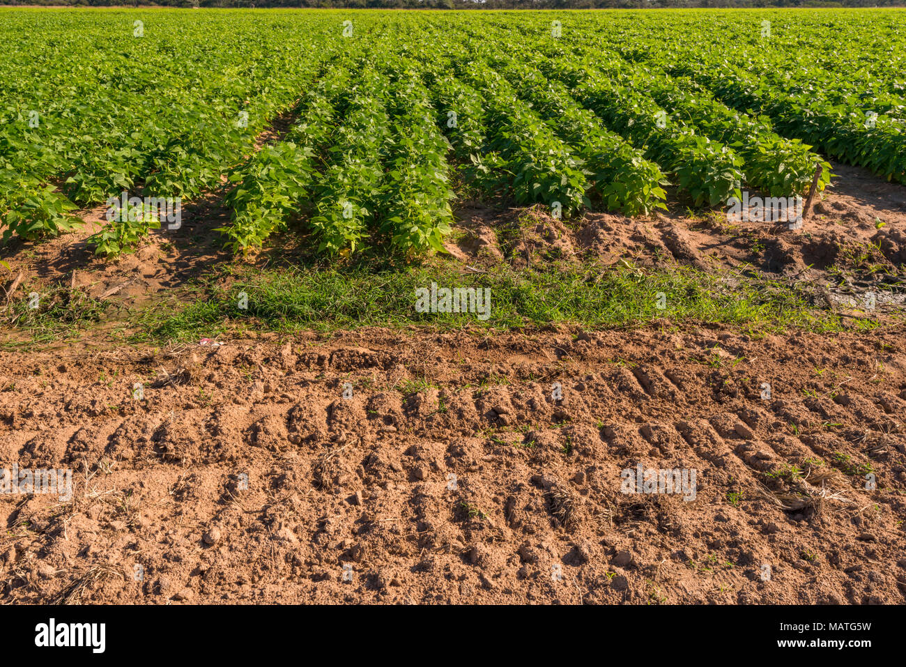 A soya bean crop seen in Zimbabwe Stock Photo Alamy