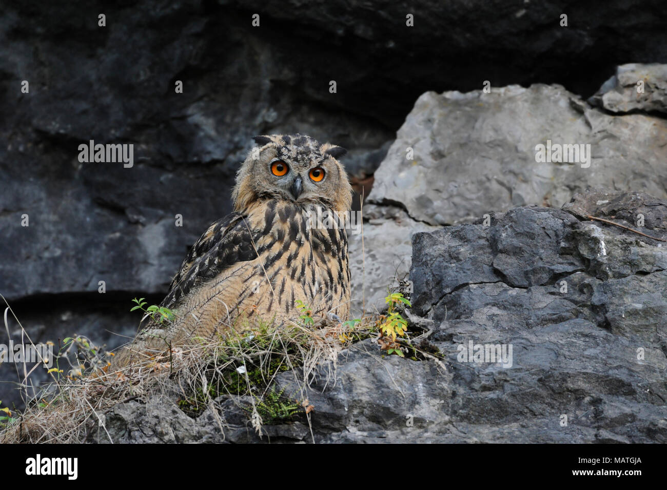 Eagle Owl / Uhu ( Bubo bubo ), juvenile bird, sitting in the slope of an old quarry, watching attentively, looks funny, wildlife, Europe. Stock Photo
