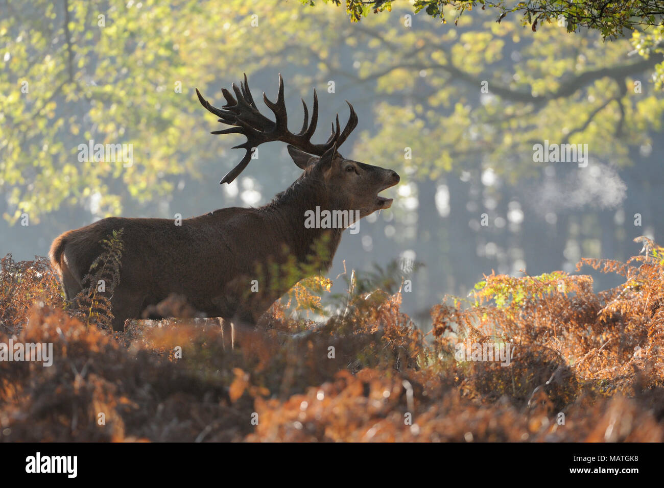 Red Deer / Rothirsch ( Cervus elaphus ) stag during rut, stands in fern at the edge of a forest, calling, roaring, visible breath cloud, Europe. Stock Photo