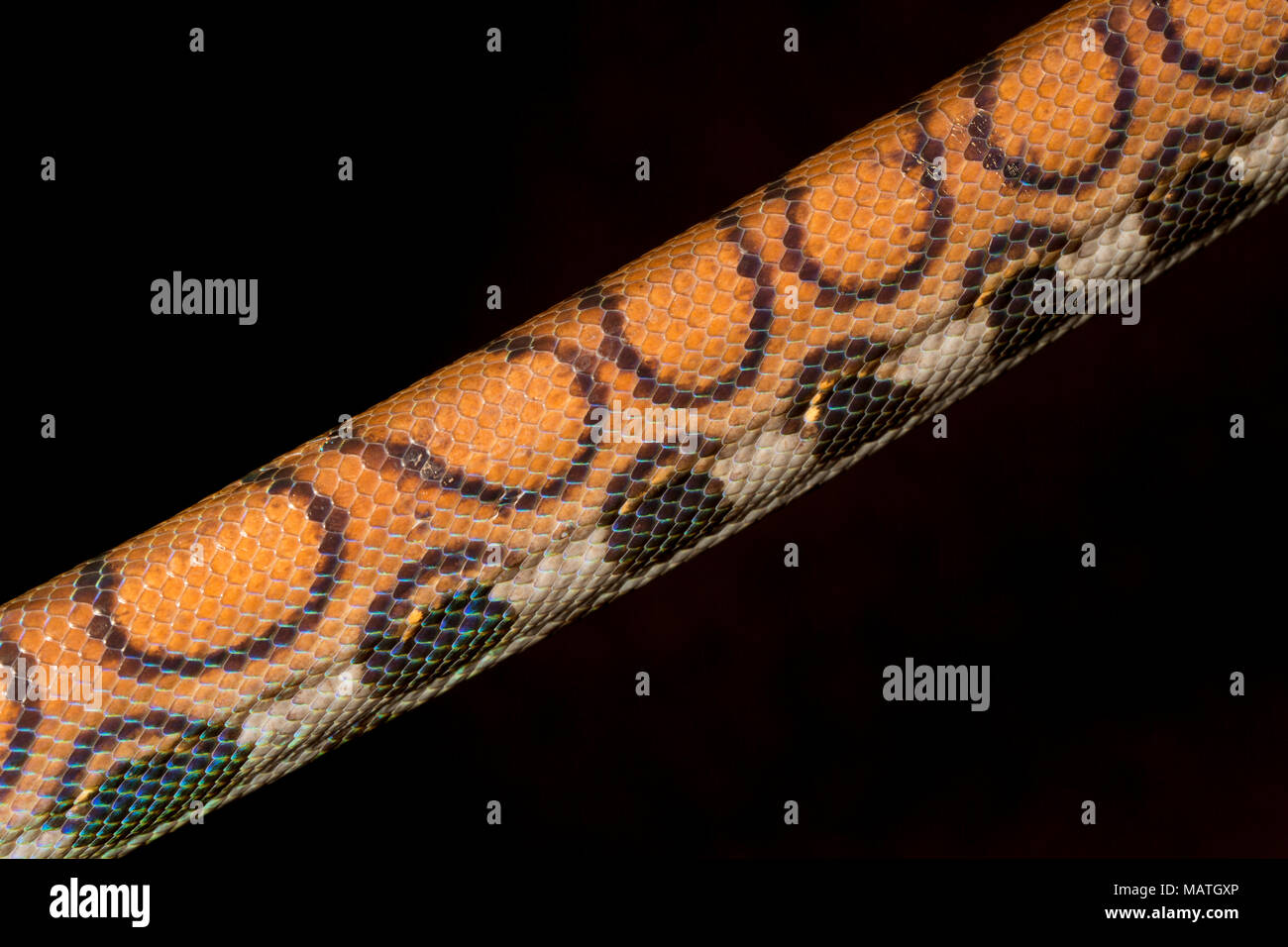 A Rainbow boa constrictor, Epicrates cenchria, in the jungle of Suriname near Bakhuis, South America. Picture shows scale pattern and colouration Stock Photo