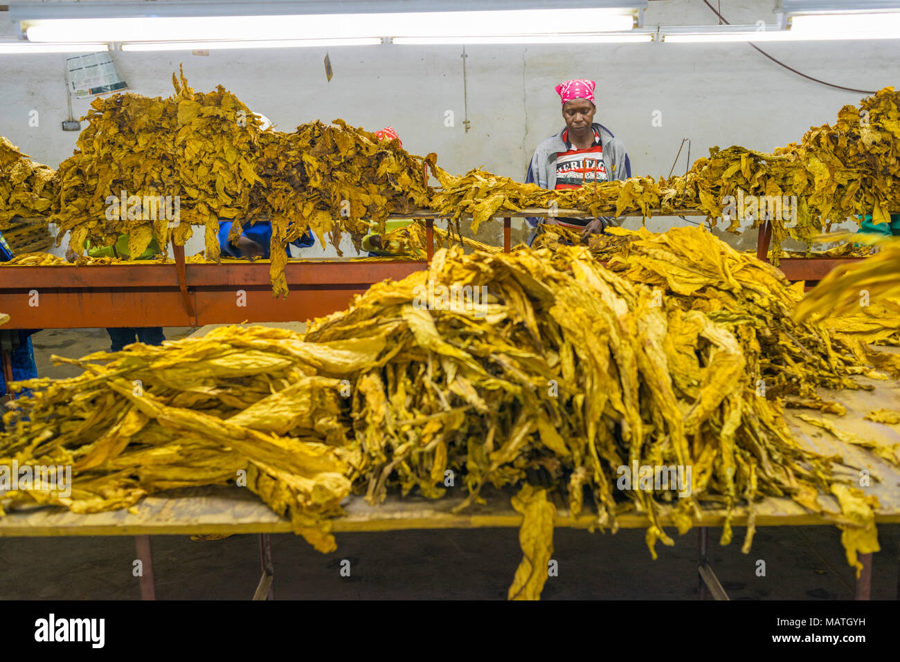 Farm workers grade tobacco in Zimbabwe Stock Photo