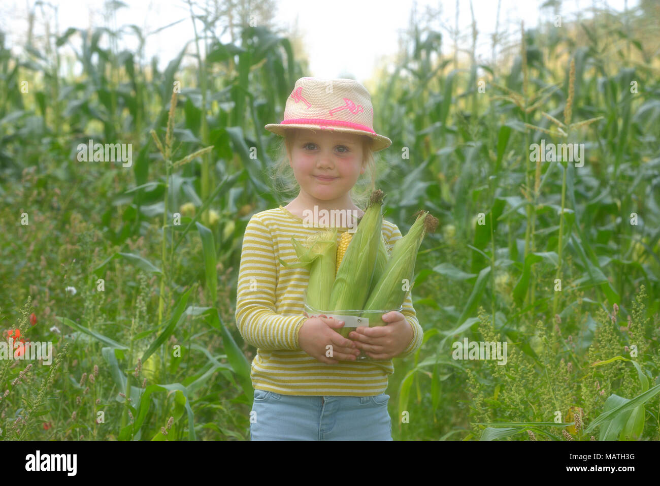 Pick your own sweetcorn at  Sharnfold farm, Stone Cross, Eastbourne, East Sussex, England, UK Stock Photo