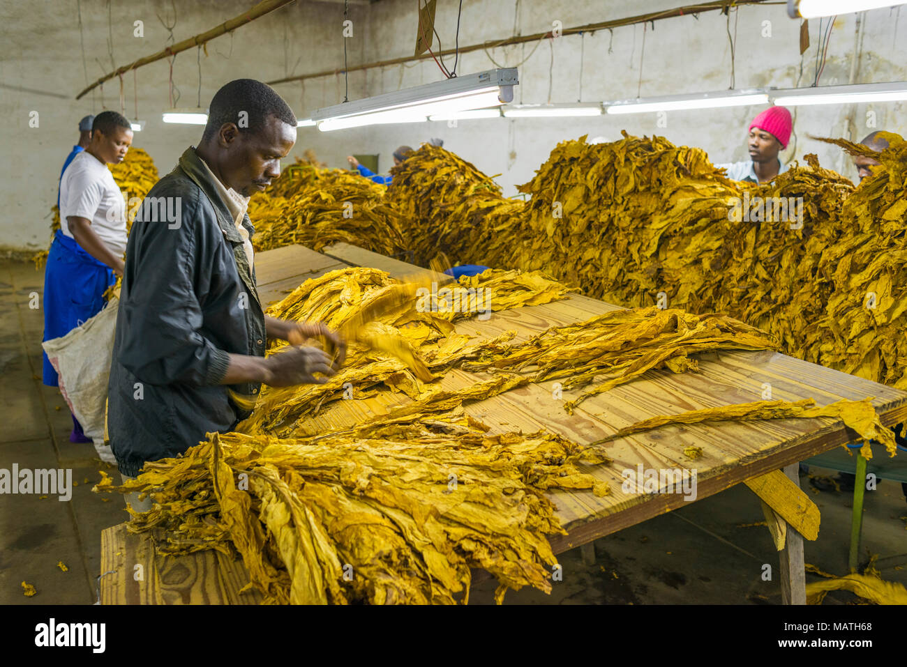 Zimbabwe Tobacco Industry Stock Photos & Zimbabwe Tobacco Industry