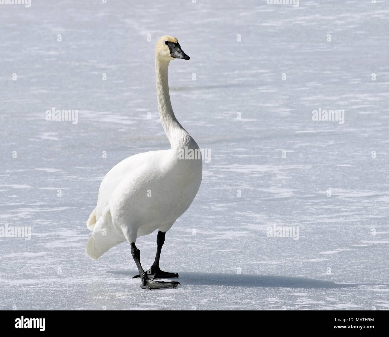 Wild Trumpeter Swan with its distinctive black beak walks across frozen snow covered pond Stock Photo