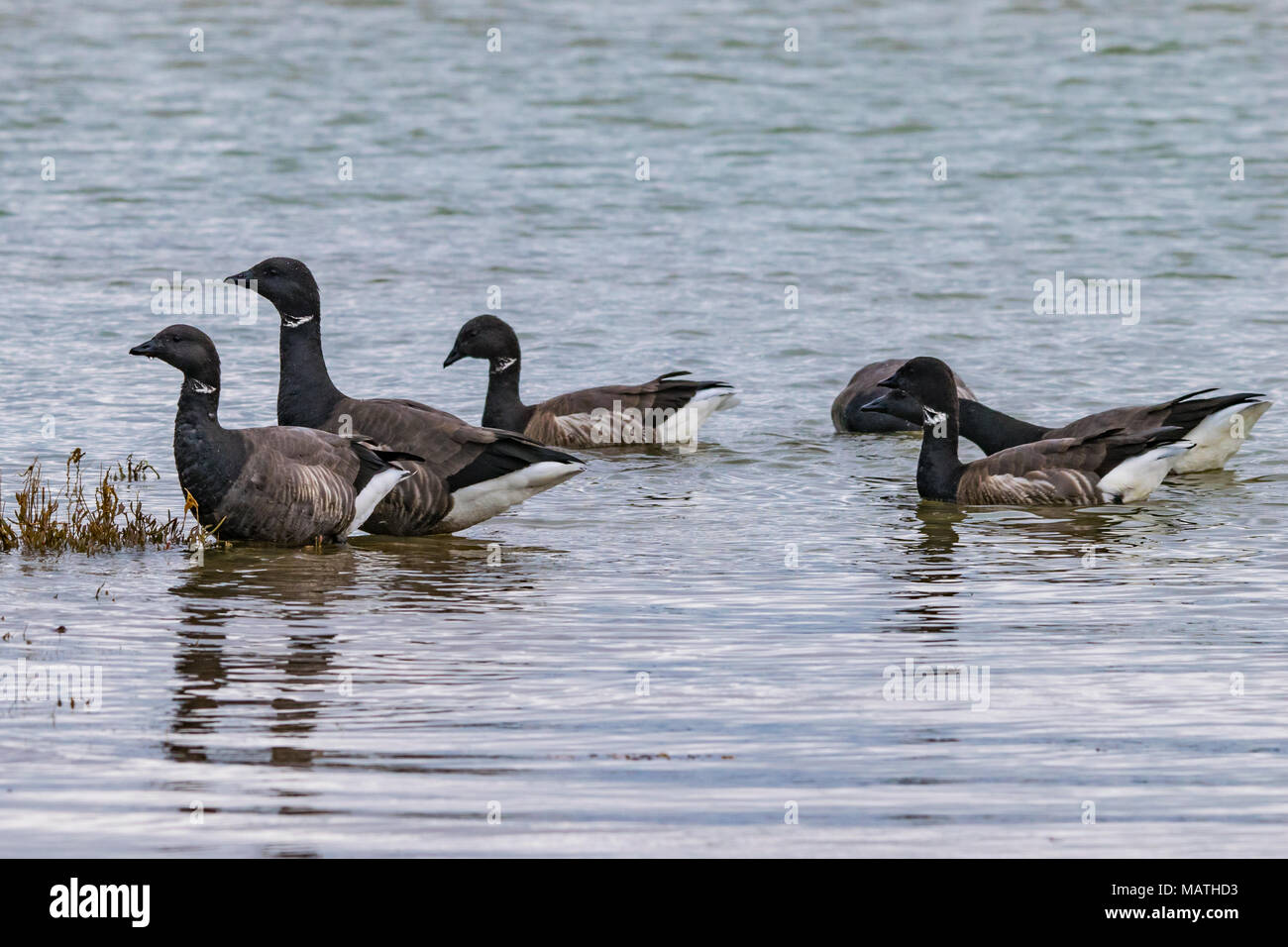 Flock of DarkBellied Brent Geese feeding at low tide. During the