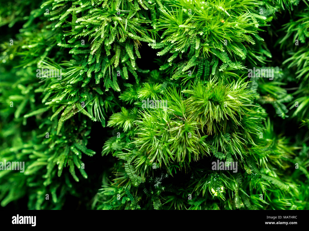 Macro shot detail of mosses cover with dense on dead tree. Green environment, nature, ecology, biodiversity concept. Natural background Stock Photo