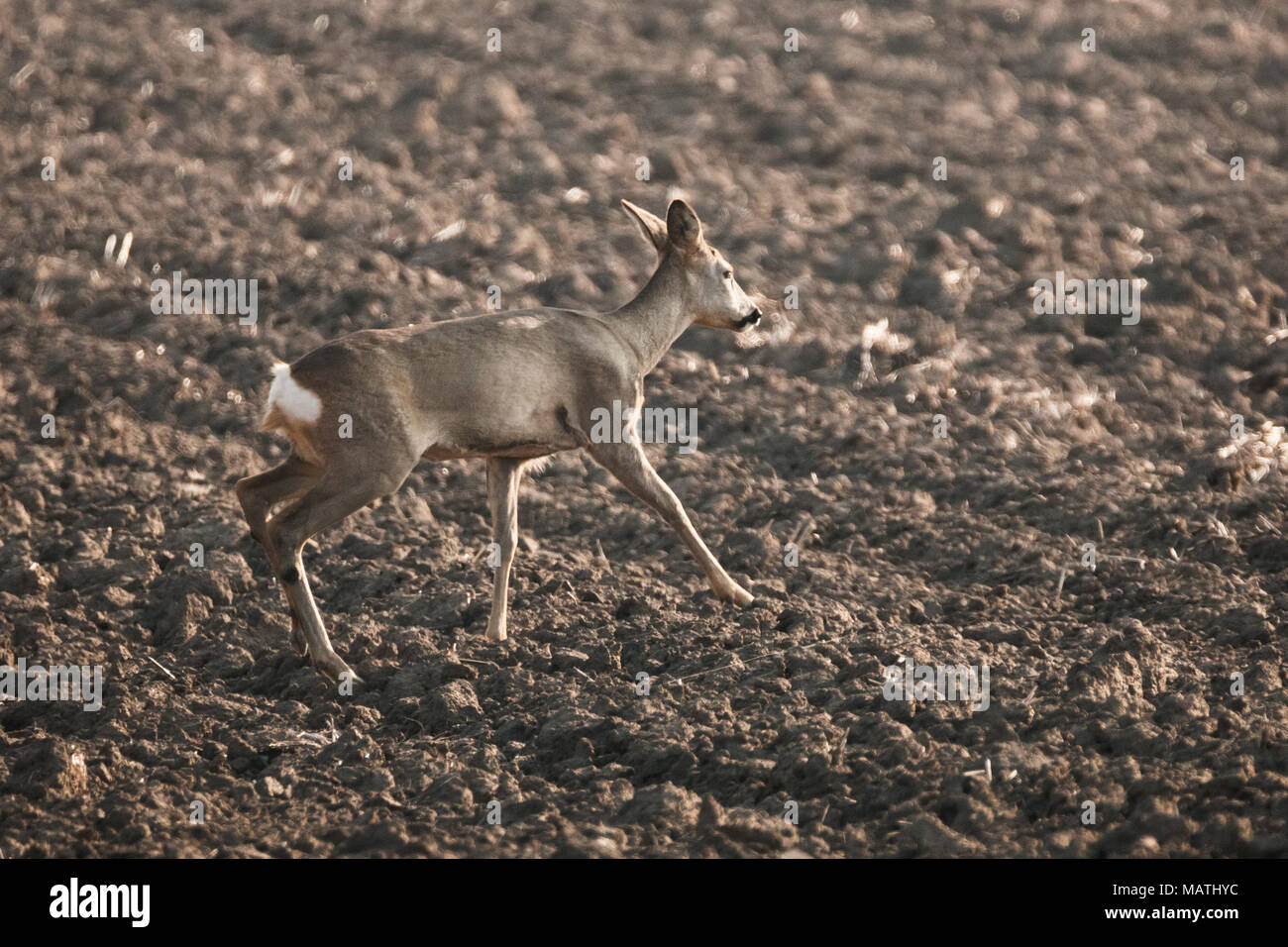 European roe deer walking hi-res stock photography and images - Alamy