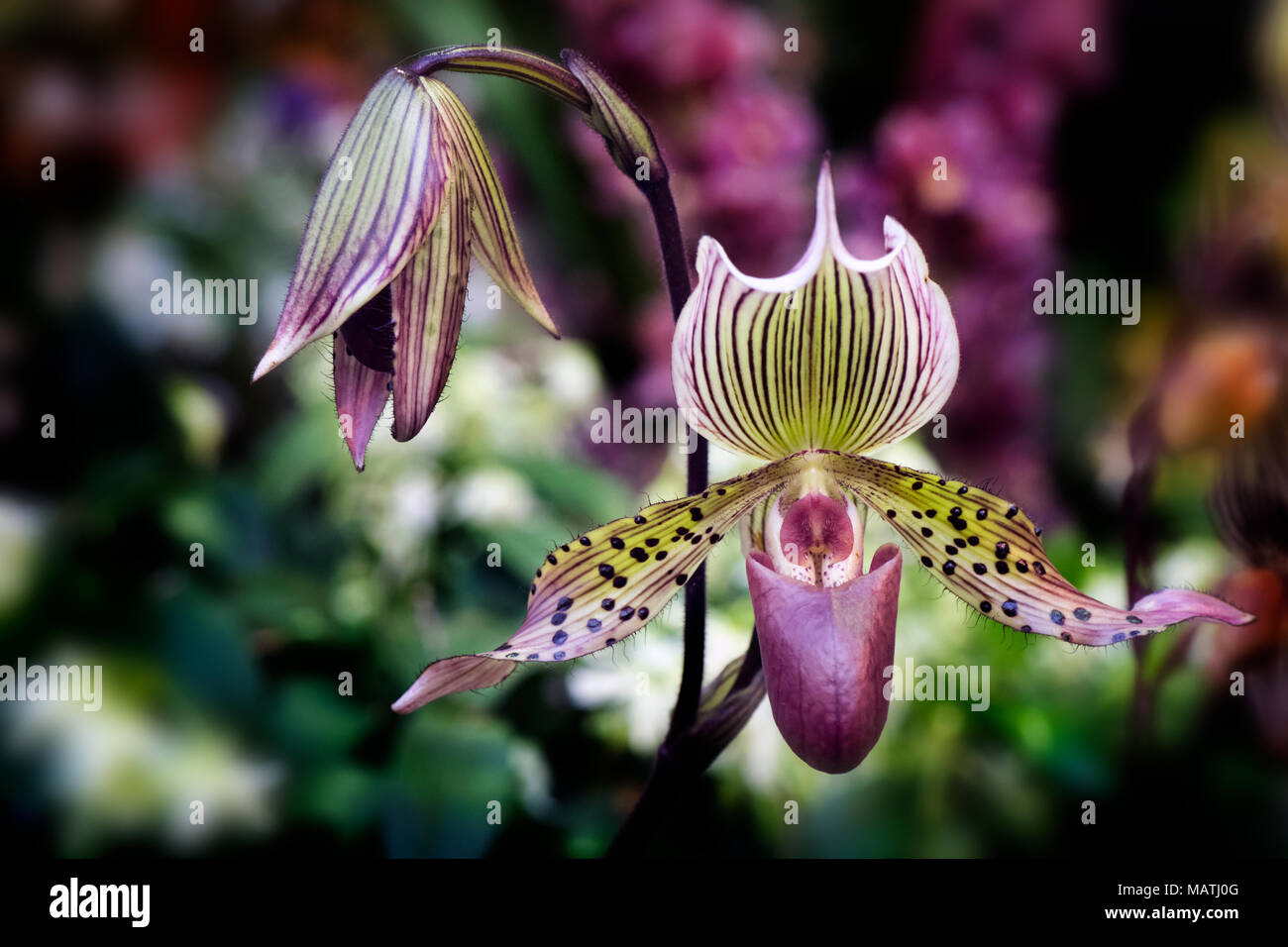 Rothschild's Slipper Orchid Paphiopedilum Rothschildianum Stock Photo