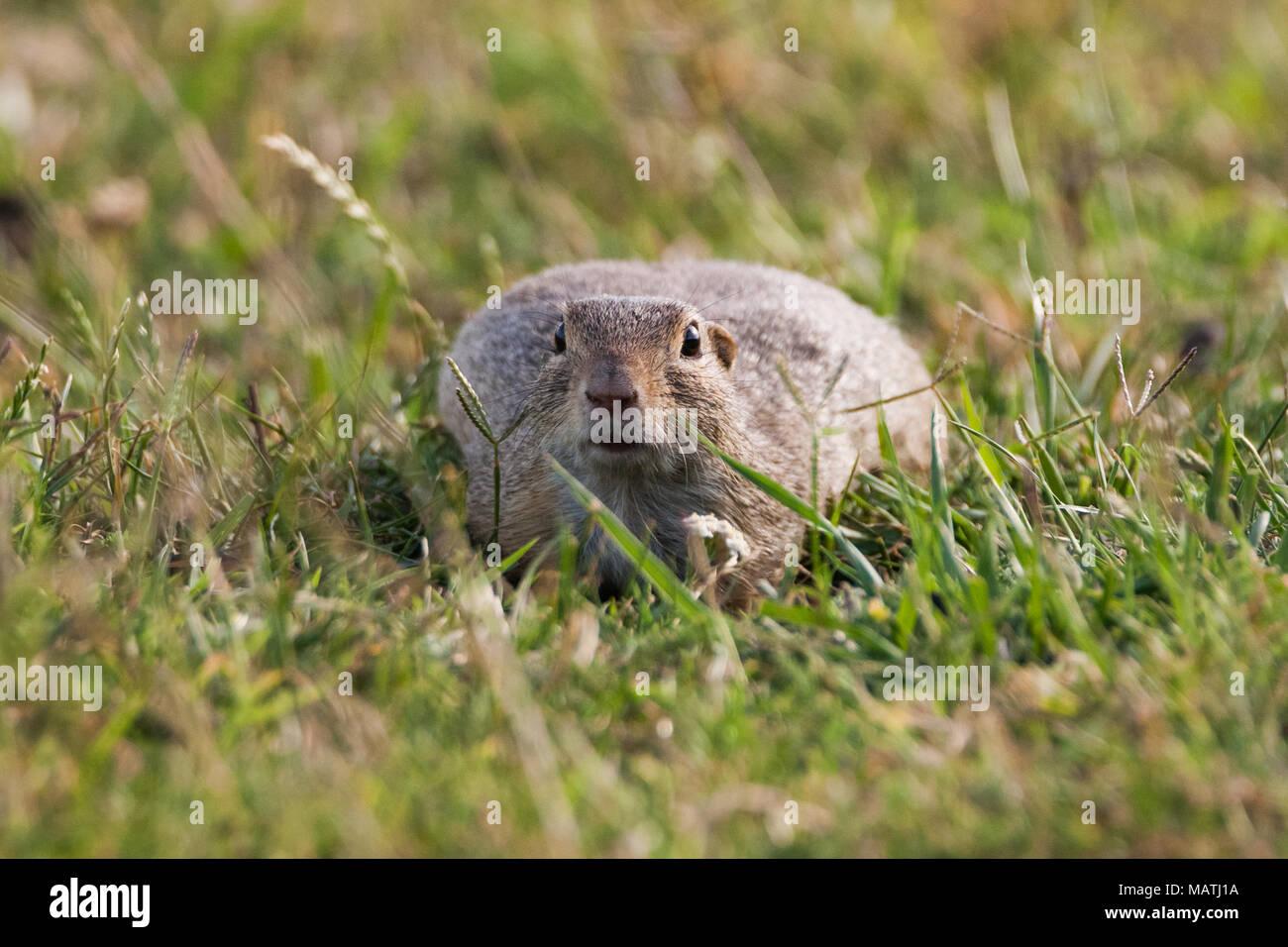 European ground squirrel (Spermophilus citellus), European souslik Stock Photo
