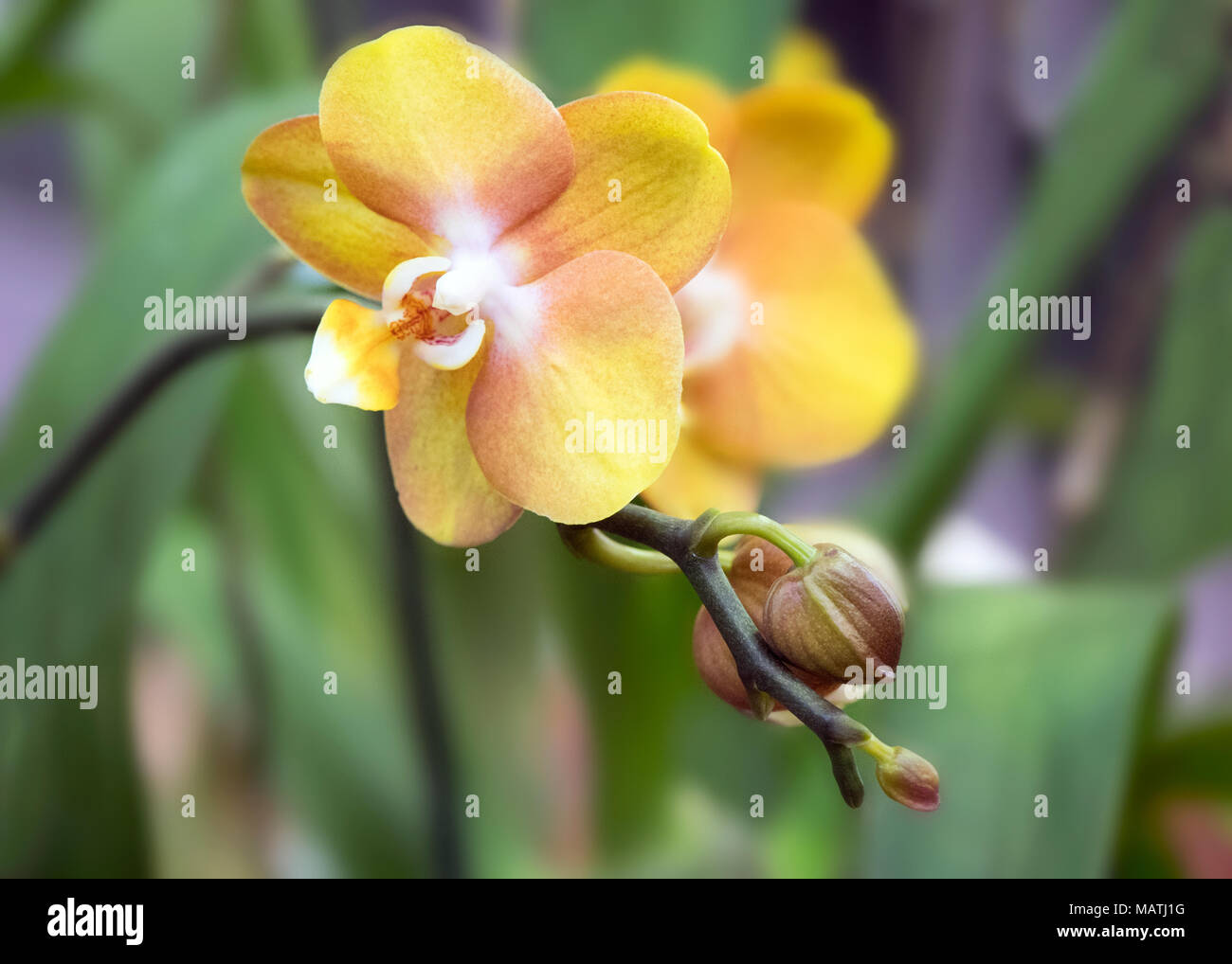 Yellow Phalaenopsis Orchid Stock Photo Alamy