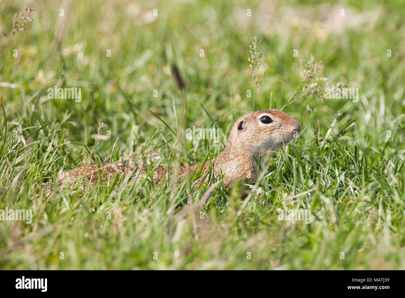 European ground squirrel (Spermophilus citellus), European souslik Stock Photo