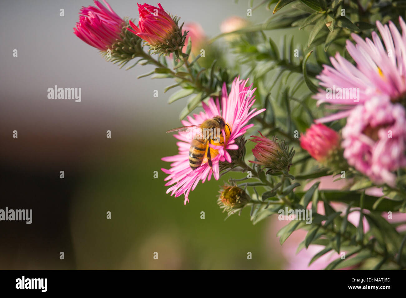 Bee on Symphyotrichum novae-angliae Stock Photo
