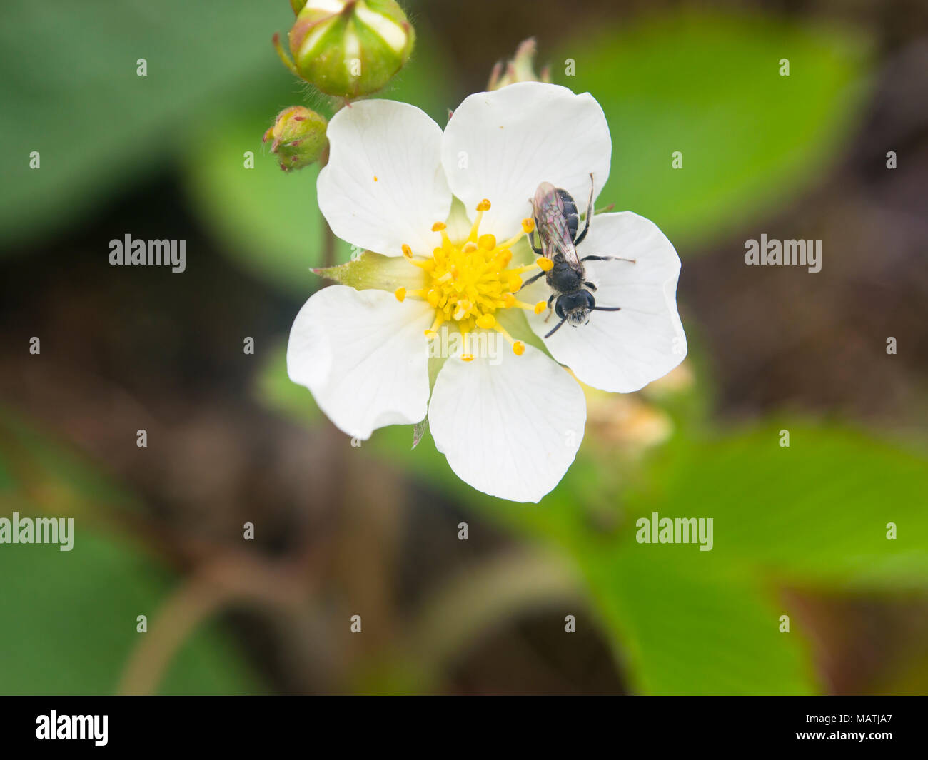 Wild european strawberry flower, Fragaria vesta, close up with a fly Stock Photo