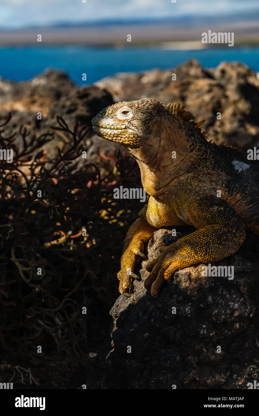 Land iguana receives a ray of sunshine in the South Plaza Island, Galapagos Stock Photo