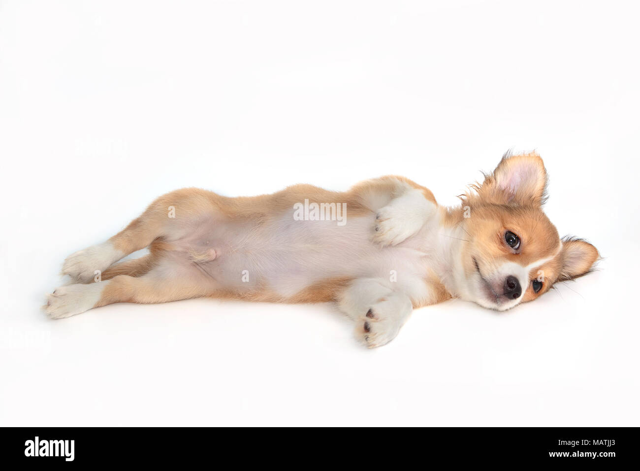 Cute chihuahua puppy relax and lying down on white Stock Photo Alamy