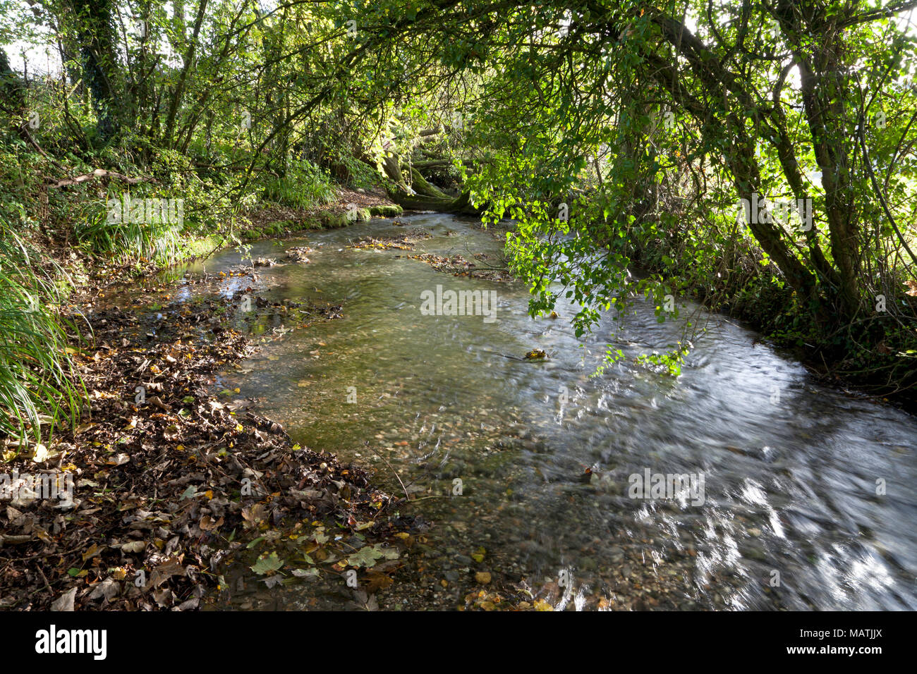 The River Wylye at Kingston Deverill, south of Warminster in Wiltshire. Stock Photo