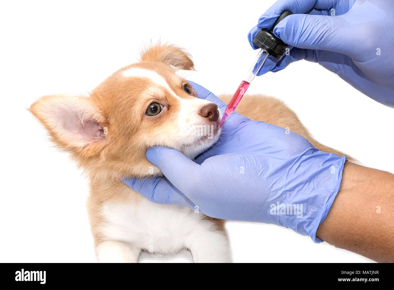 Vet feeding medicine with a syringe to chihuahua puppy Stock Photo Alamy