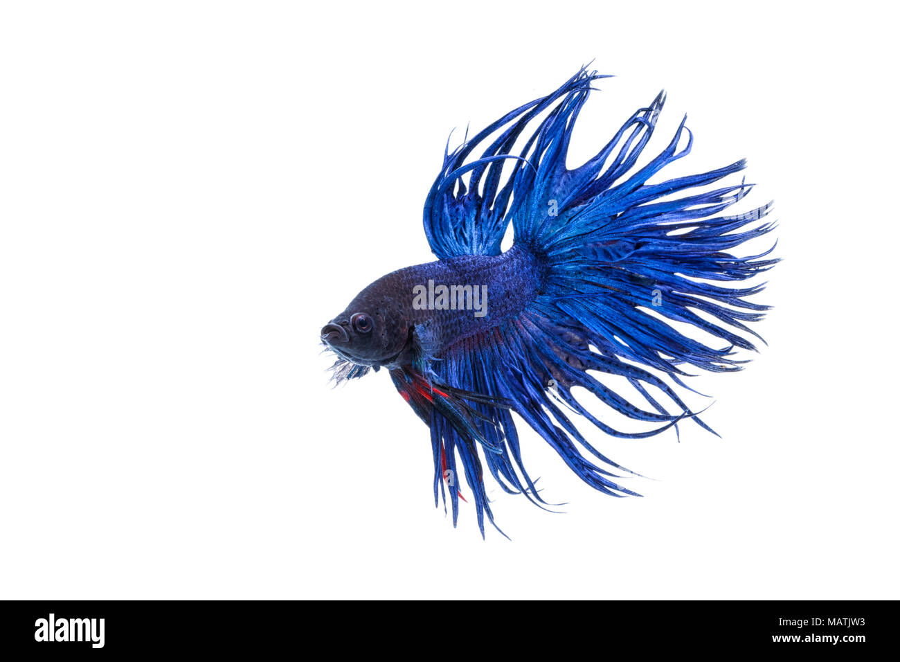 Crown tail fighting fish,siamese fighting fish isolated on black Stock Photo