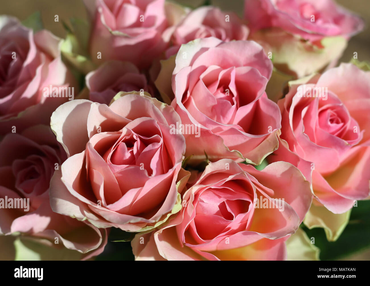 A bouquet of pink roses photographed during a sunny day on a balcony.  Beautiful natural light makes the soft pink pastel roses look even more  pretty Stock Photo - Alamy