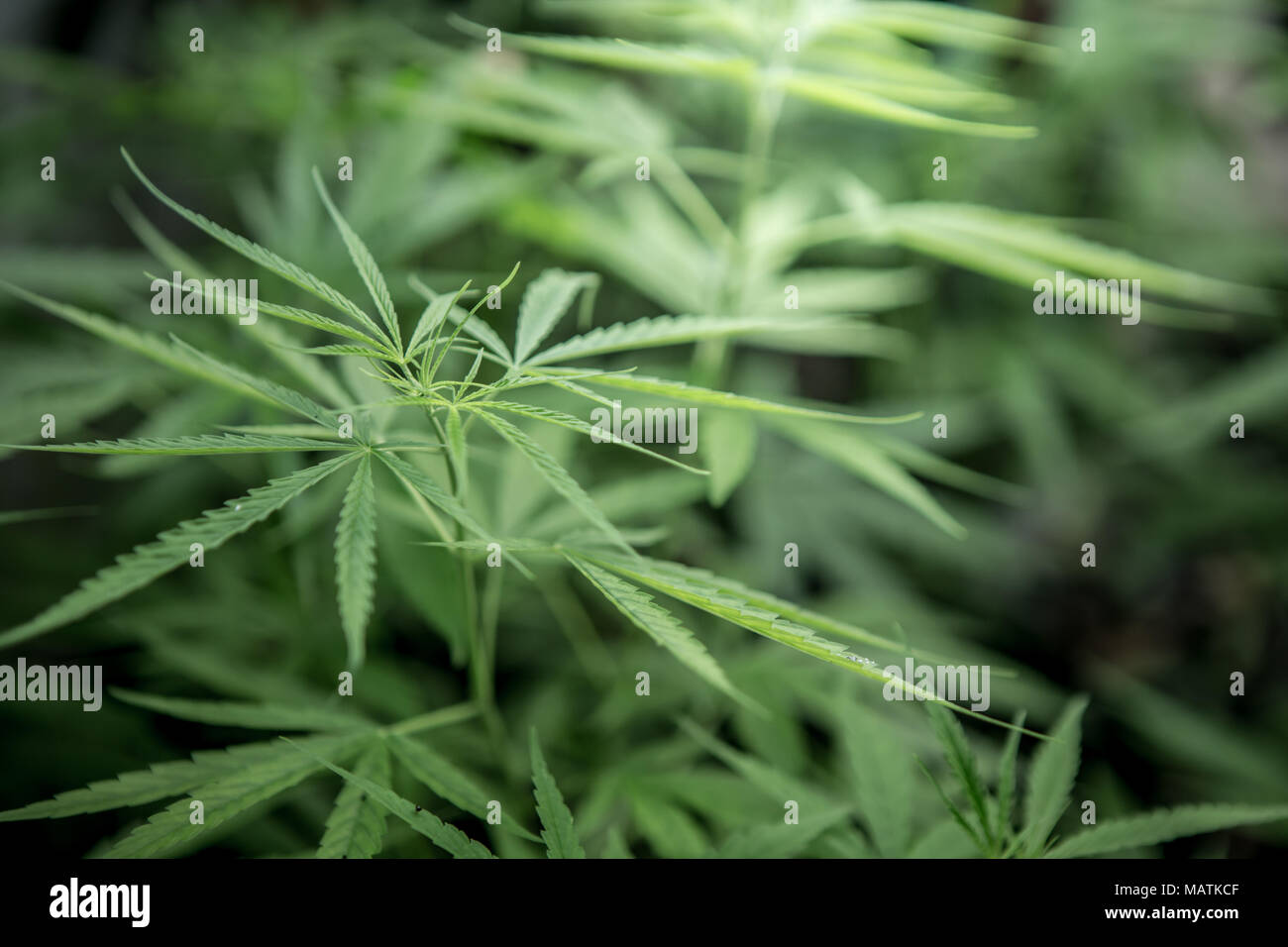 Cannabis background. Stock Photo