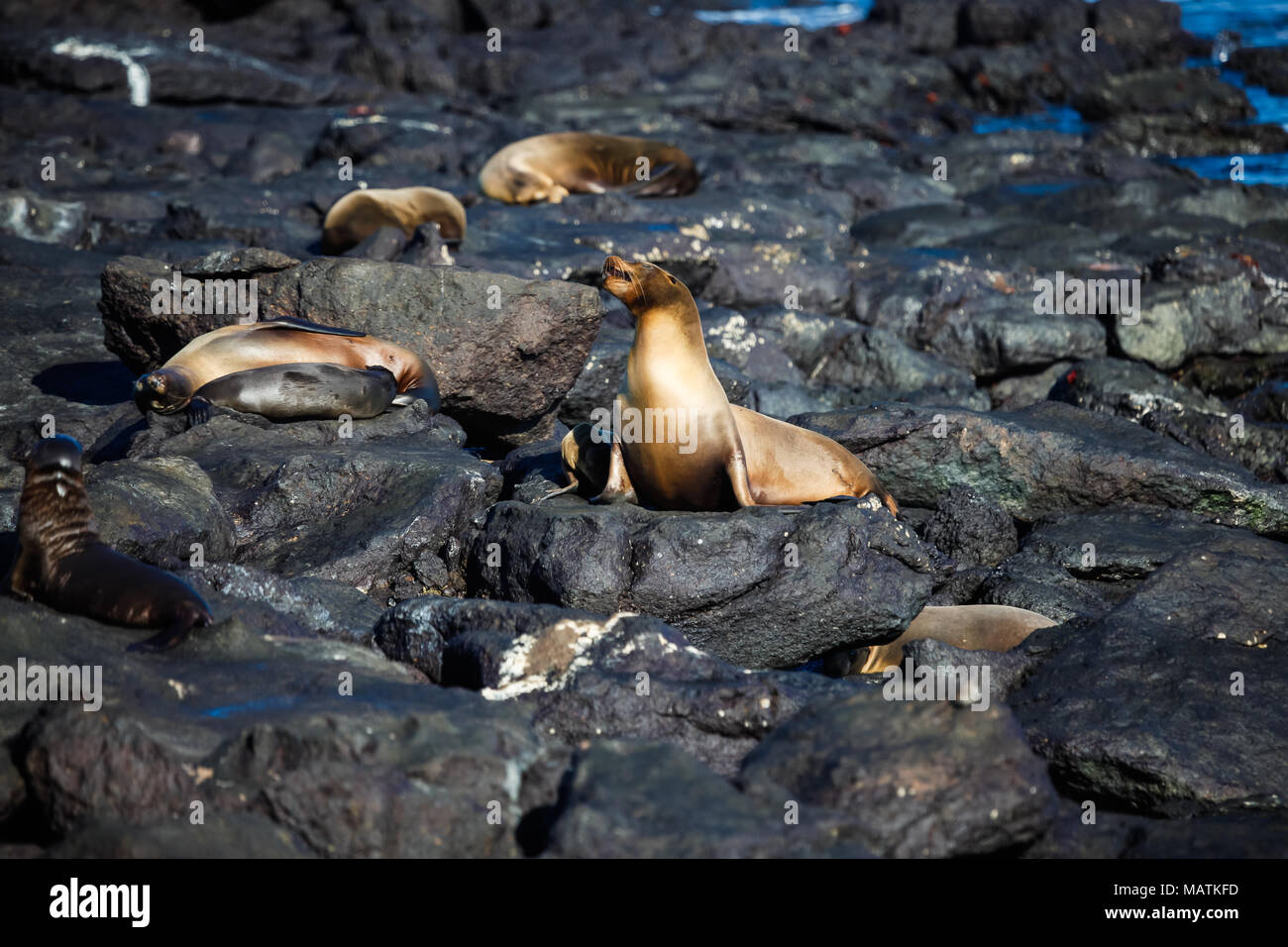 Some sea lions on the rocks of the beach on South Plaza Island, Galapagos Stock Photo