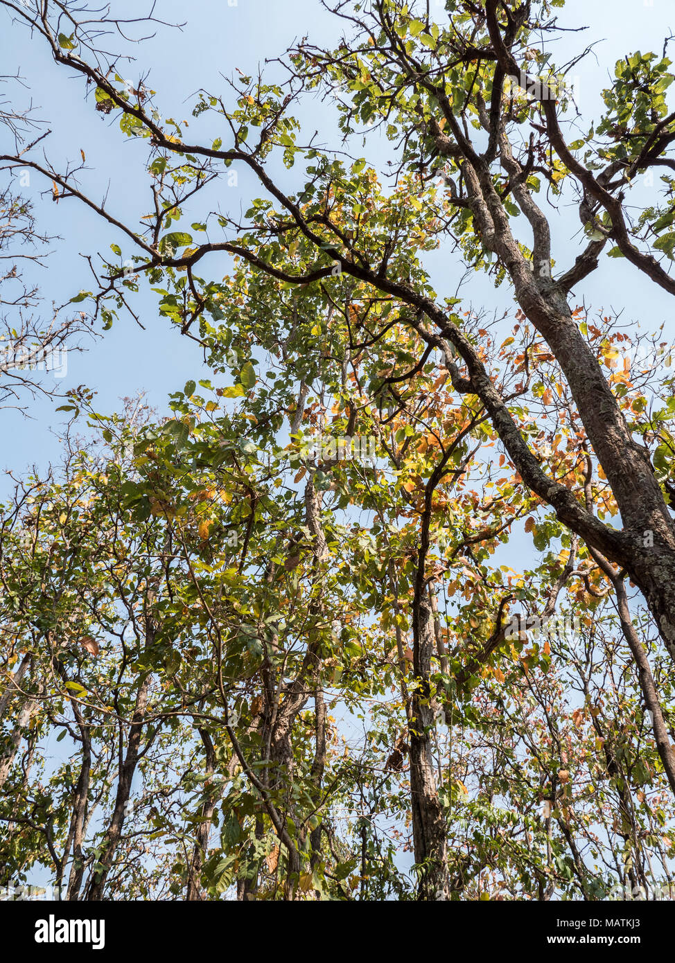 Teak Tree High Resolution Stock Photography and Images Alamy