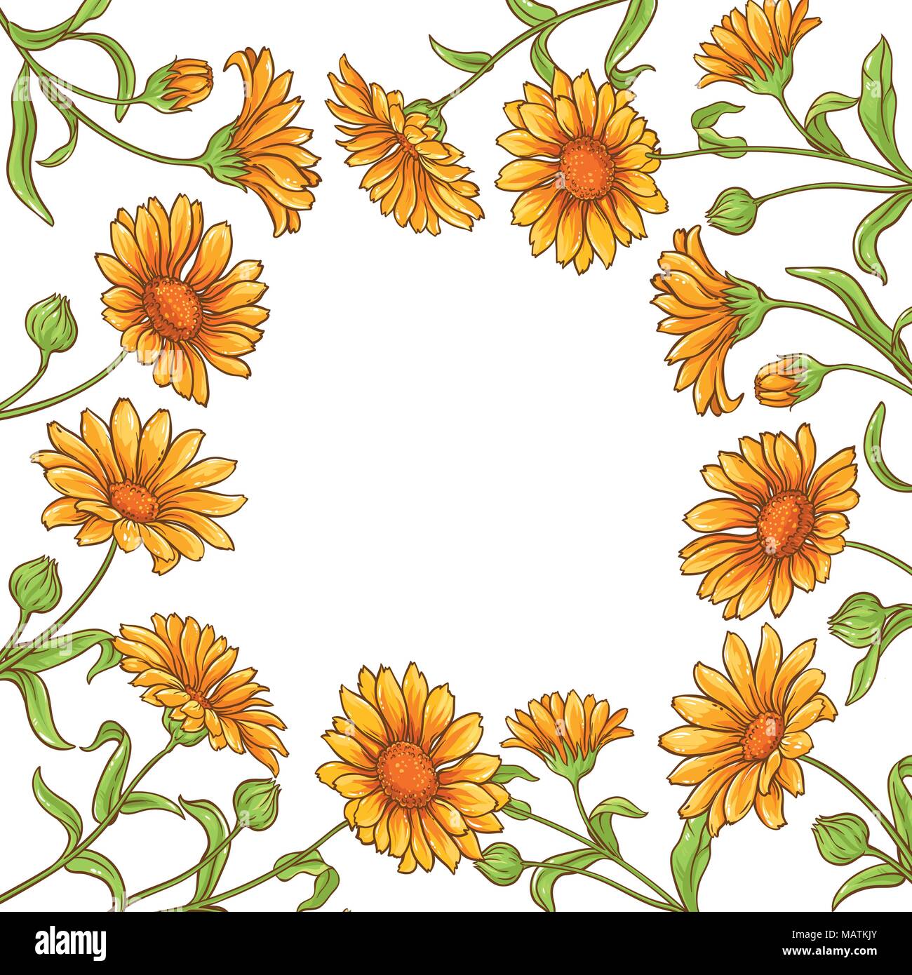 calendula flower vector frame on white background Stock Vector Image ...