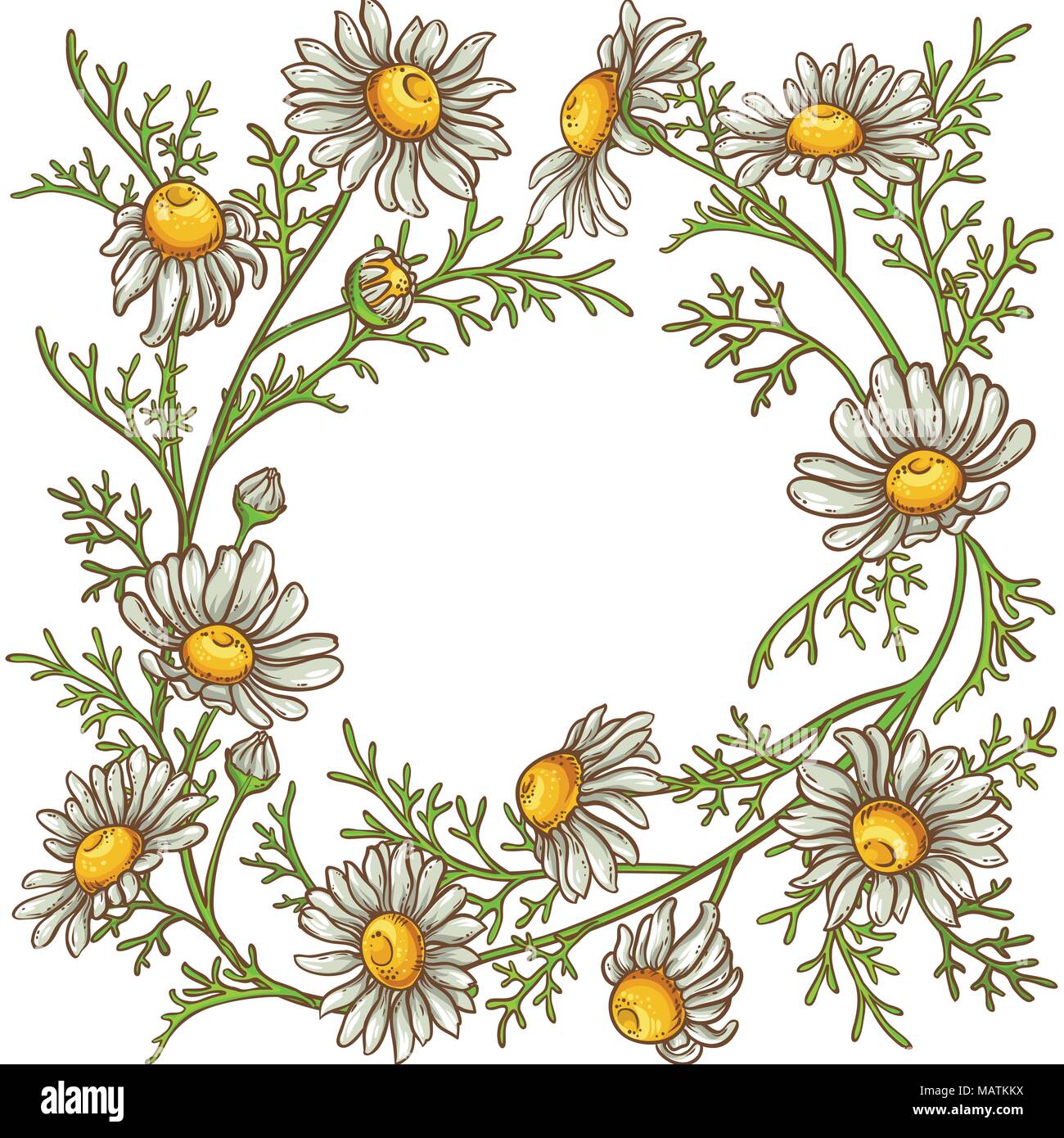 chamomile flower vector frame on white background Stock Vector
