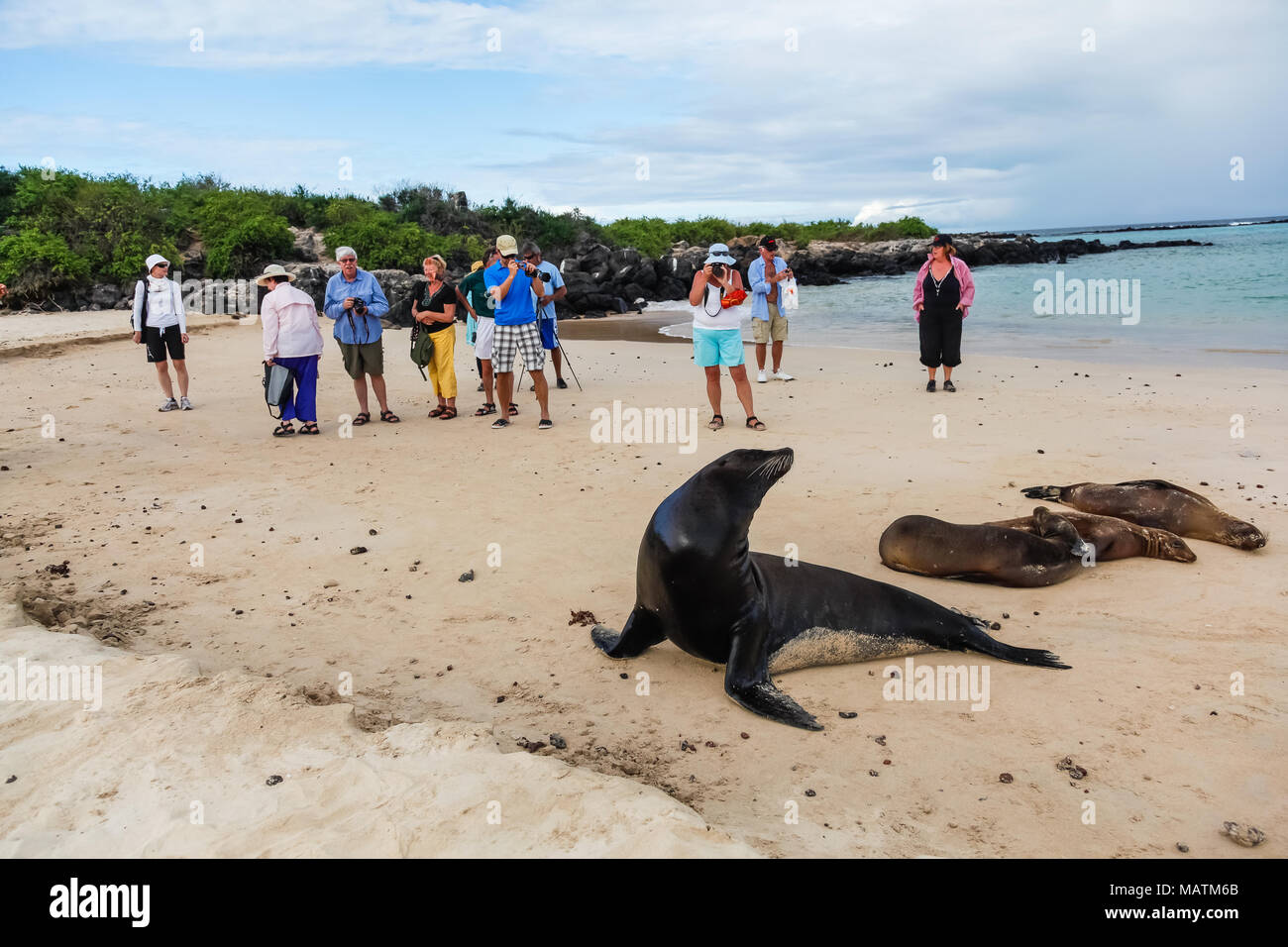 Isla Lobos, Galapagos, Ecuador, January 5, 2012: Group of unidentified tourists watching a group of sea lions on the beach of Galapagos Stock Photo