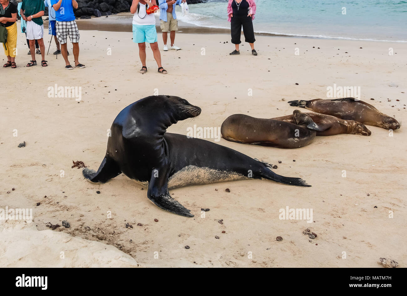 Group of unidentified tourists watching a group of sea lions on the beach of Galapagos Stock Photo