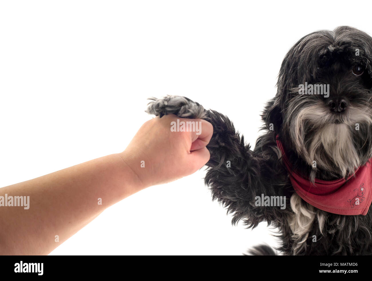 Black dog stops a human fist in front of white background Stock Photo