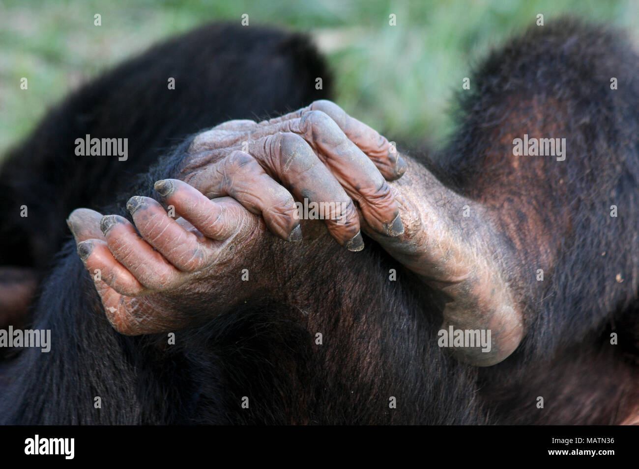 chimpanzee feet chimpanzee feet