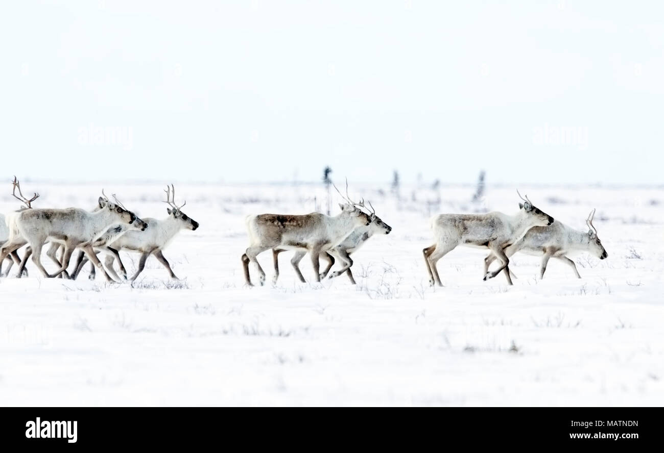 Caribou rangifer tarandus herd running hires stock photography and