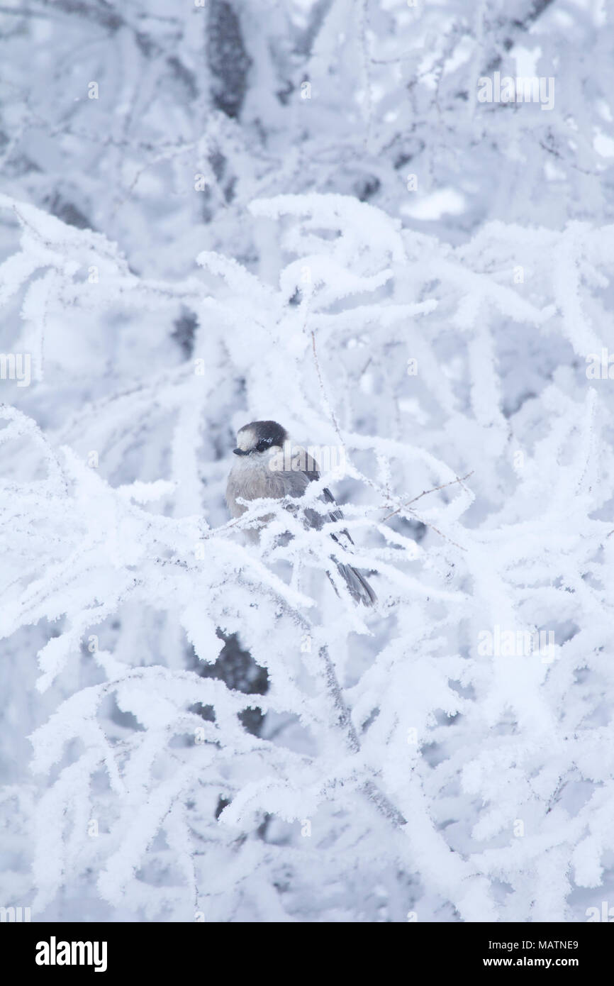 Gray Jay Stock Photo