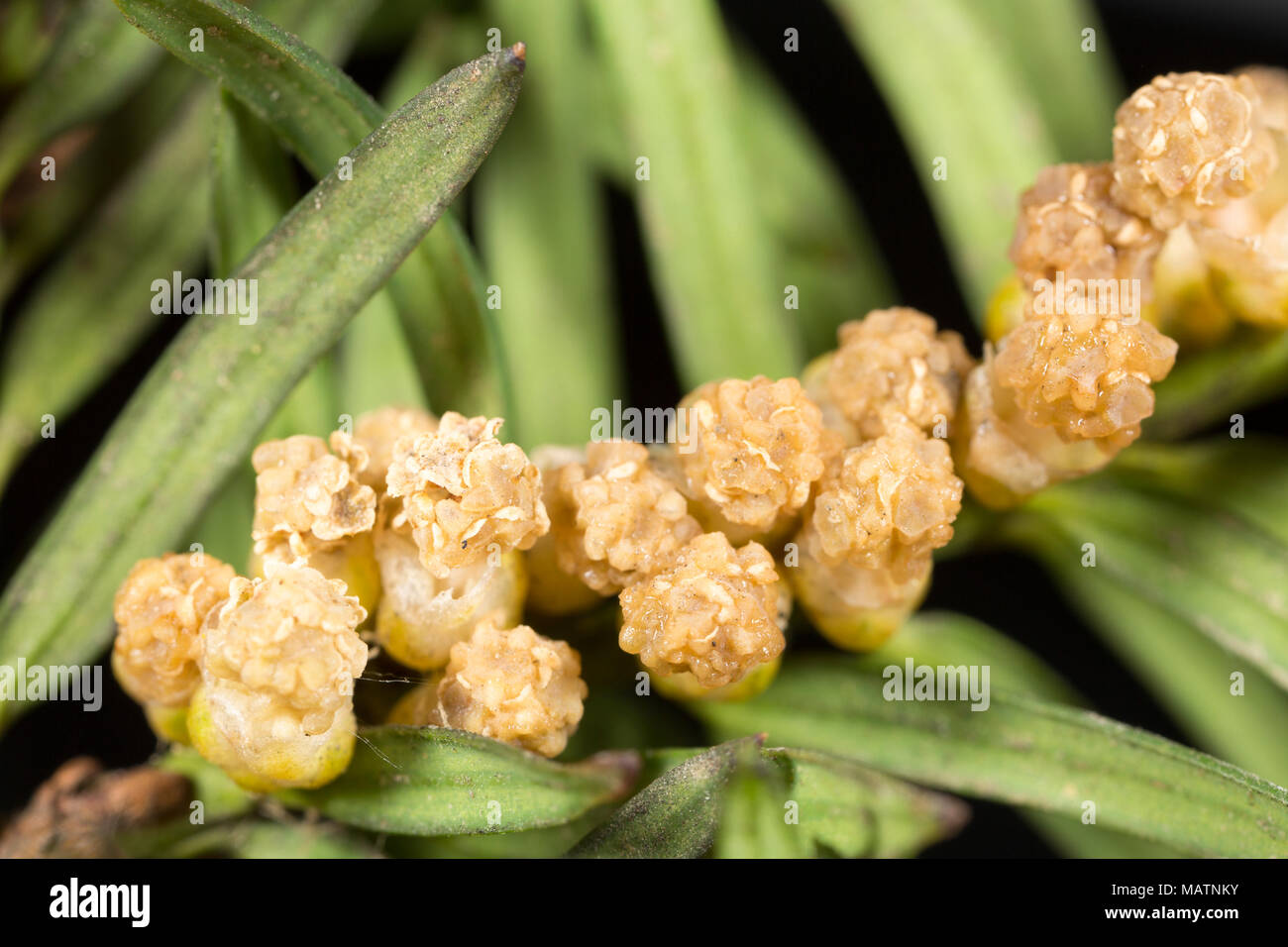Clusters of male flowers of the common yew tree Taxus baccata, March 2018 Dorset England UK Stock Photo