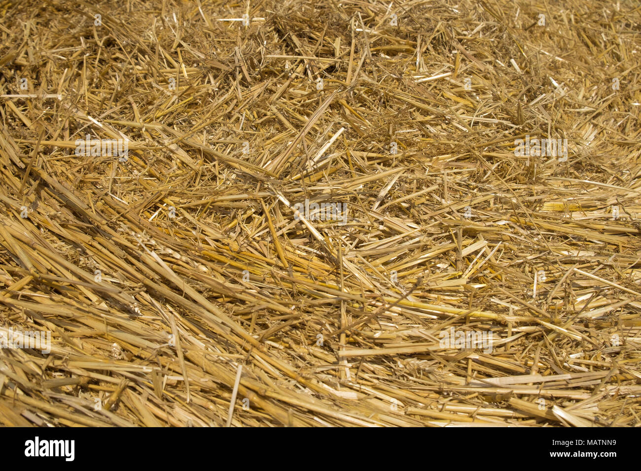 Wheat straw. Textured abstract background for design Stock Photo - Alamy