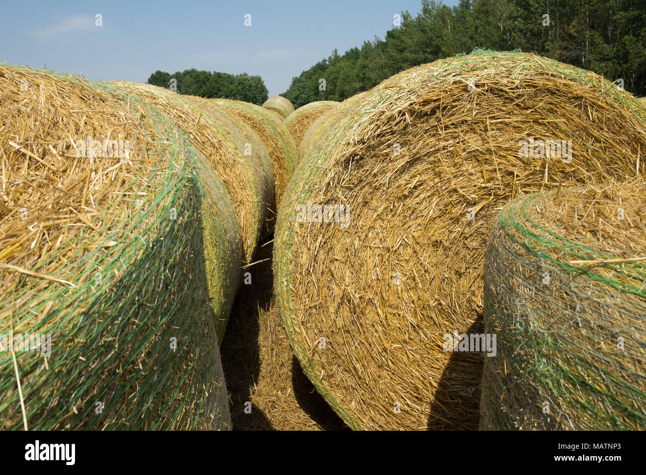 Bales of wheat straw mechanically packed in a green plastic mesh after harvesting. Rural landscape on summer sunny day. Agriculture concept. Stock Photo