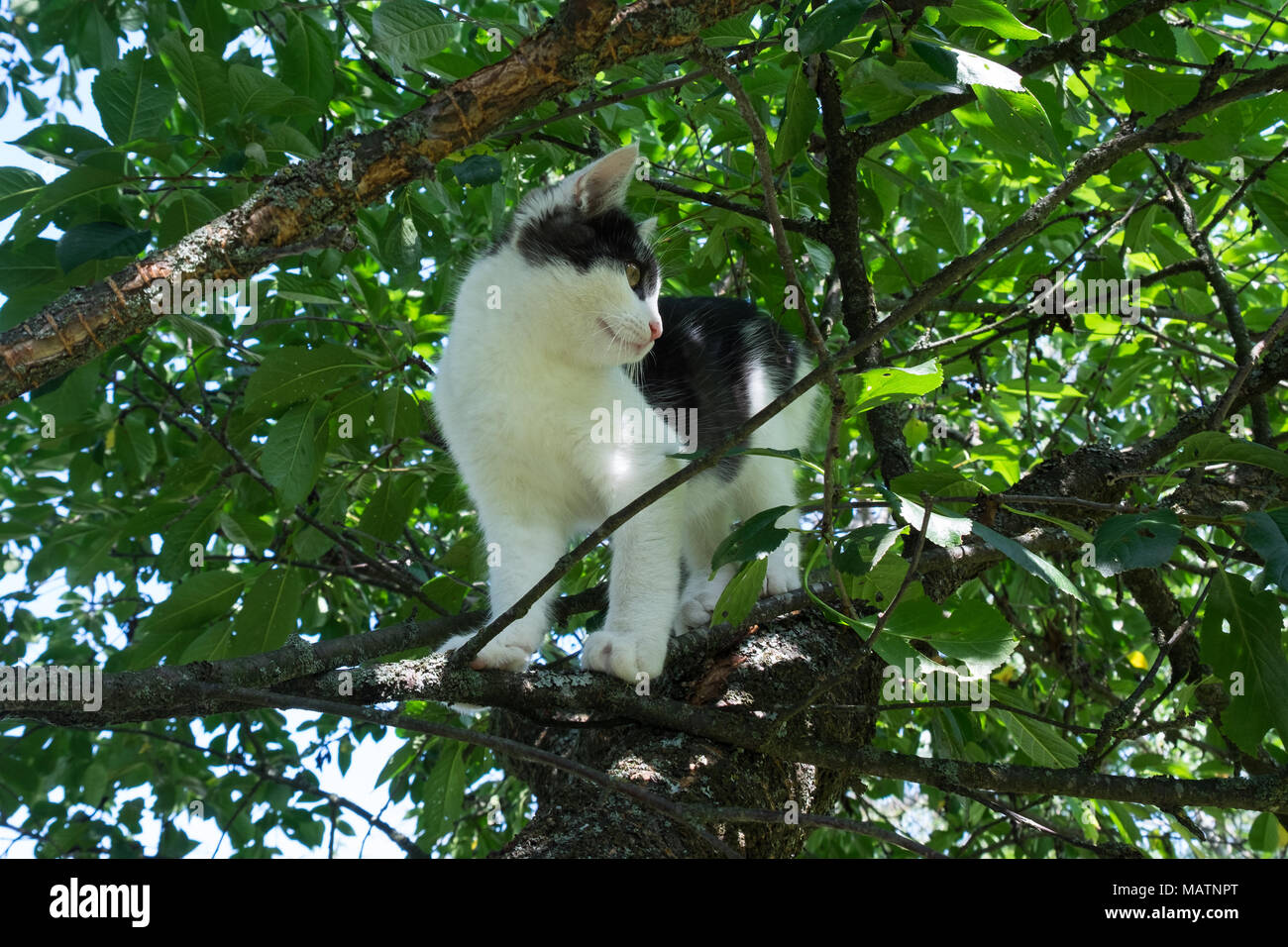 Young spotted black and white cat sitting on cherry tree branch among green leaves. Sunny summer day. Stock Photo