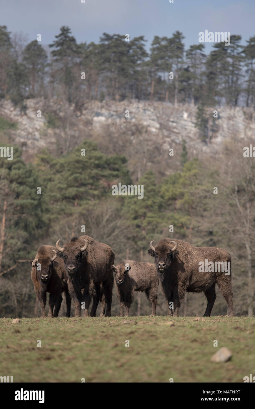European bison, wisent, Bison bonasus Stock Photo