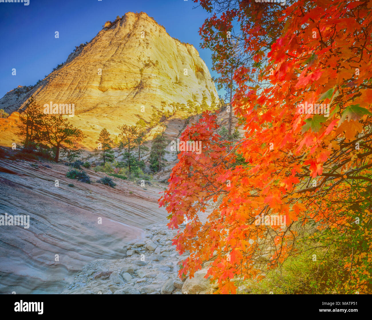 Bigtooth maple and Zion peak, Zion National Park, Utah Acer sp. Stock Photo
